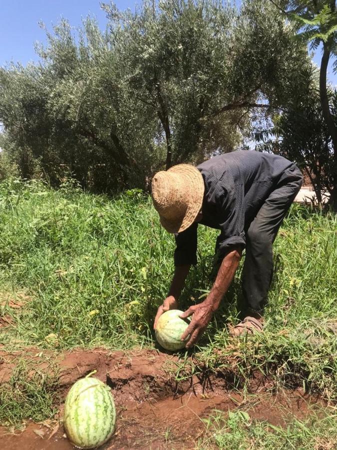 Upupa De L'Atlas Oulad el Guern Экстерьер фото